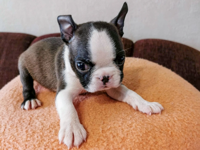 Boston Terrier Welpe kaufen
