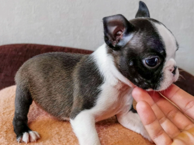 Boston Terrier Welpe kaufen