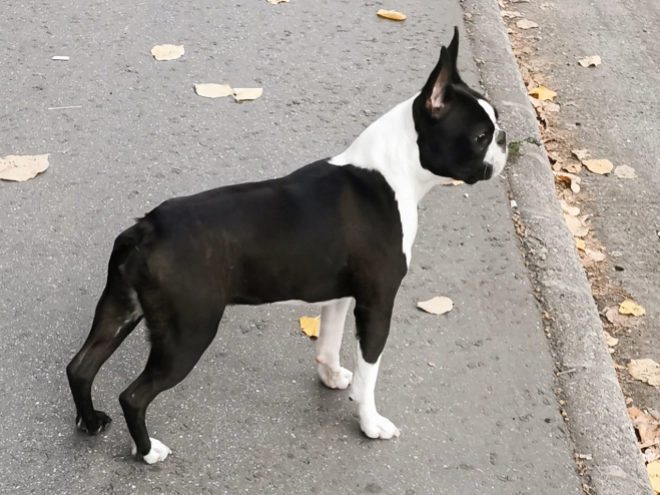 Boston Terrier Welpe kaufen