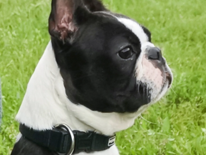 Boston Terrier Welpe kaufen