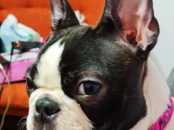 Boston Terrier Welpe kaufen