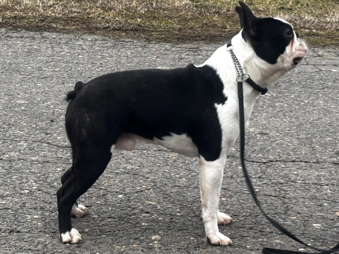 Boston Terrier Welpe kaufen