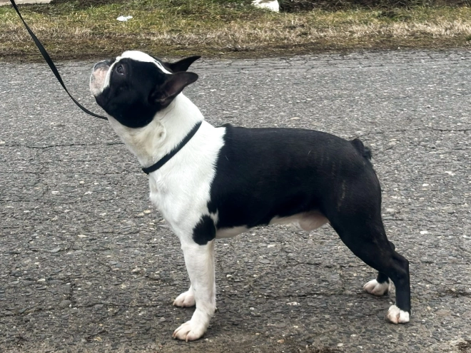 Boston Terrier Welpe kaufen