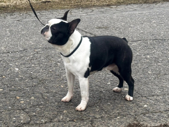 Boston Terrier Welpe kaufen