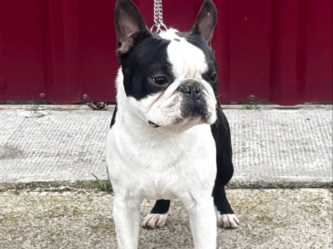Boston Terrier Welpe kaufen