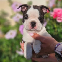 Elza, brindle and white Boston Terrier for sale
