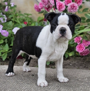 Boston Terrier puppy for sale