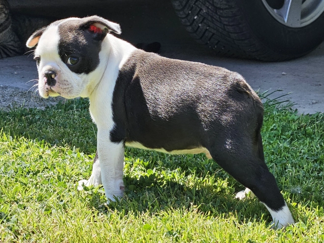 Boston Terrier Welpe kaufen