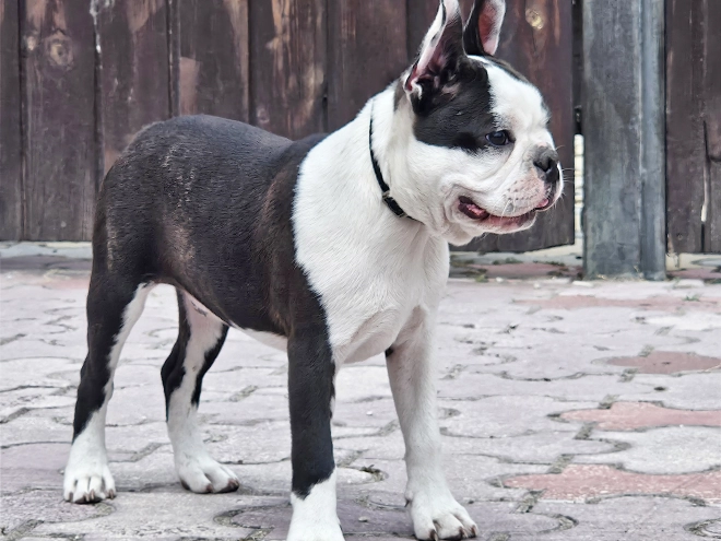 Boston Terrier Welpe kaufen