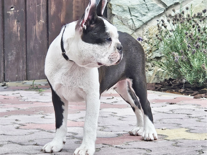 Boston Terrier Welpe kaufen