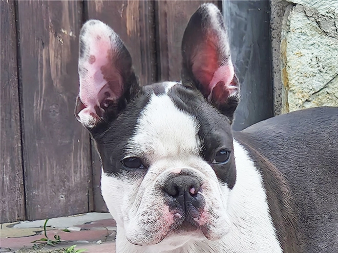 Boston Terrier Welpe kaufen