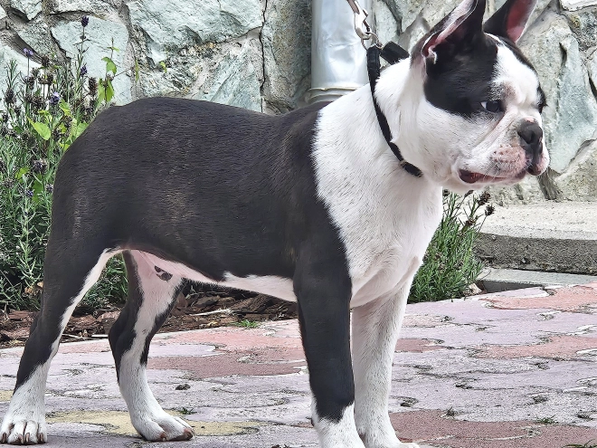 Boston Terrier Welpe kaufen