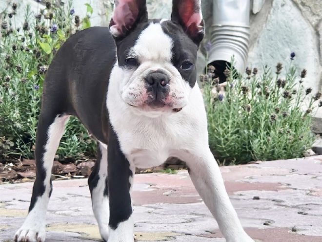 Boston Terrier Welpe kaufen