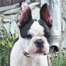 Enzo, black and white Terrier de Boston en venta