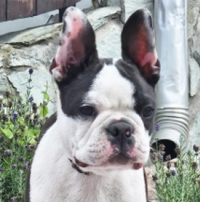 Boston Terrier Welpe kaufen