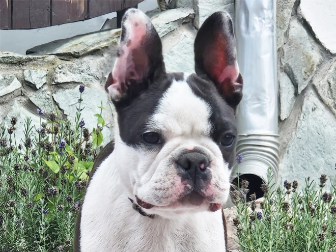 Boston Terrier Welpe kaufen