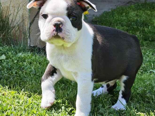 Boston Terrier Welpe kaufen