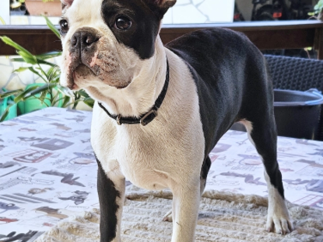 Boston Terrier puppy for sale