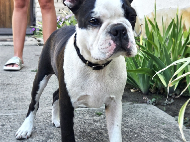 Boston Terrier puppy for sale