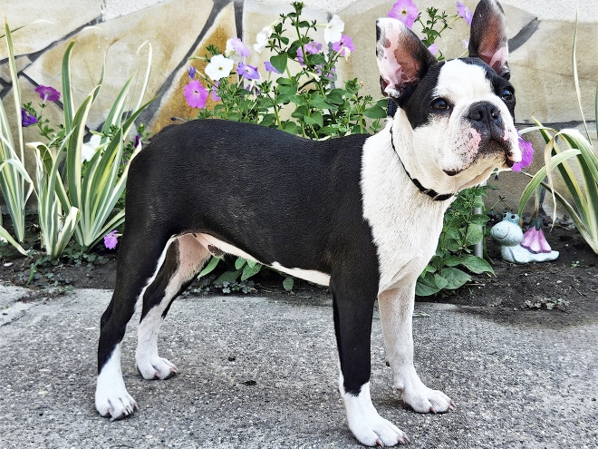 Boston Terrier puppy for sale