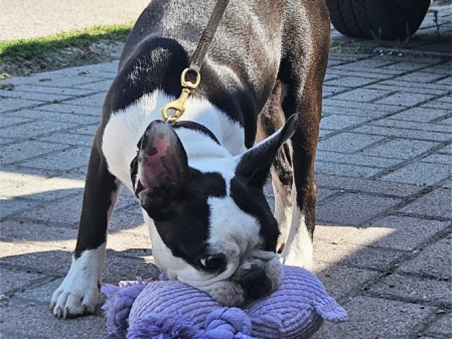 Boston Terrier puppy for sale