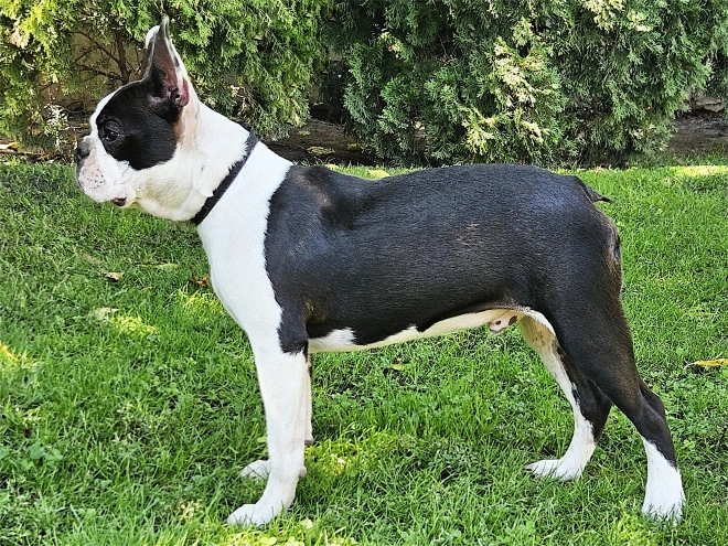 Boston Terrier puppy for sale