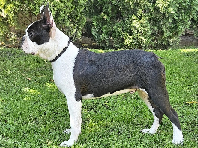 Boston Terrier puppy for sale