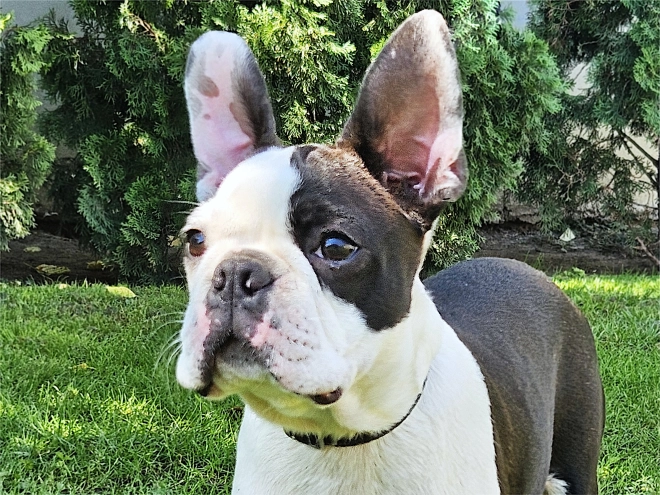 Boston Terrier puppy for sale