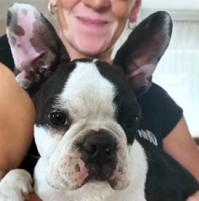 Boston Terrier Welpe kaufen