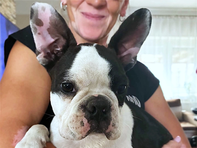 Boston Terrier puppy for sale