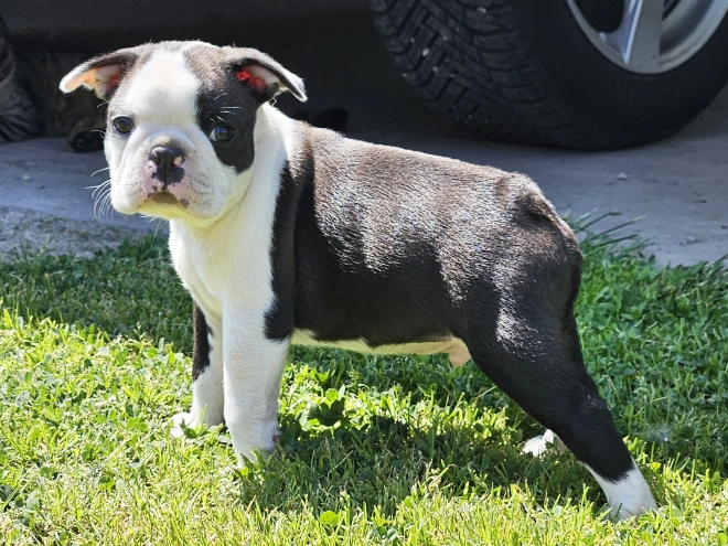 Boston Terrier Welpe kaufen