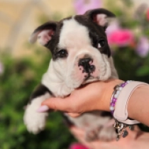 Enzo, black and white Boston Terrier for sale