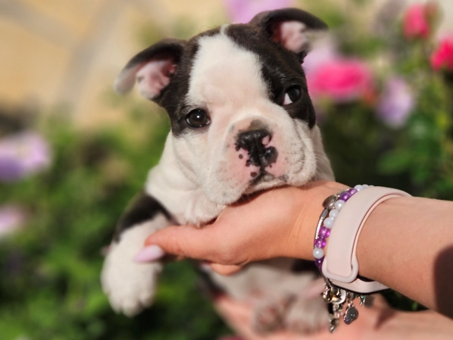 Boston Terrier Welpe kaufen