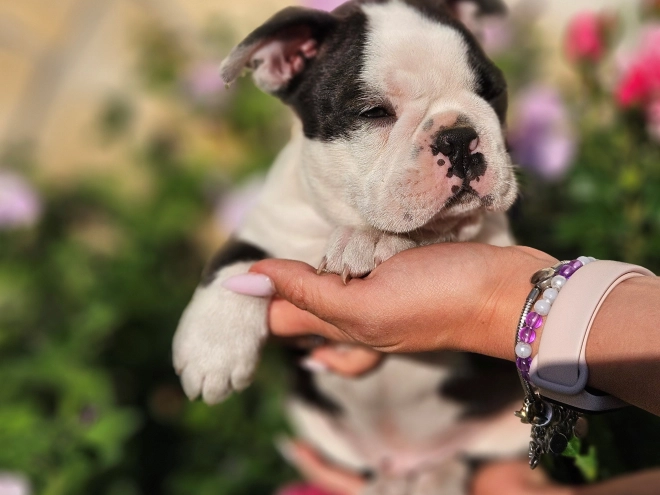 Boston Terrier Welpe kaufen