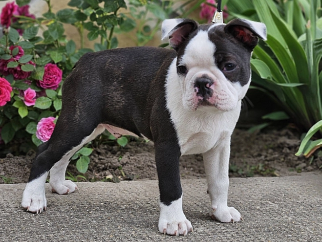 Boston Terrier Welpe kaufen