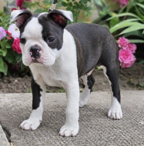 Boston Terrier Welpe kaufen