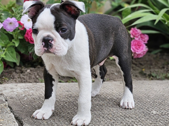 Boston Terrier Welpe kaufen