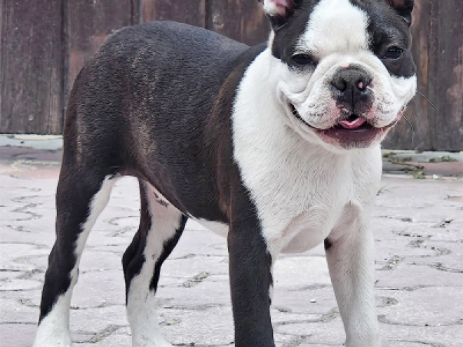 Boston Terrier Welpe kaufen