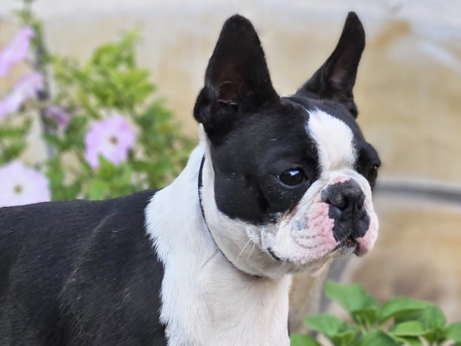 Boston Terrier Welpe kaufen