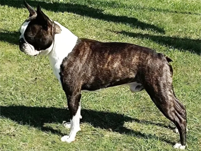 Boston Terrier Welpe kaufen