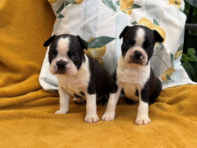 Boston Terrier Welpe kaufen