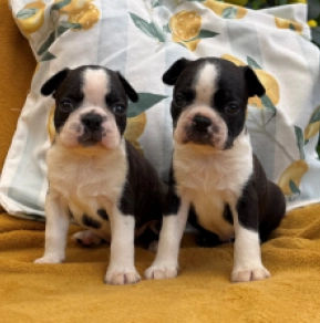 Boston Terrier Welpe kaufen