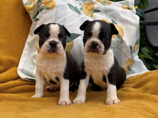 Boston Terrier Welpe kaufen