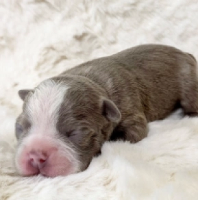 Boston Terrier Welpe kaufen