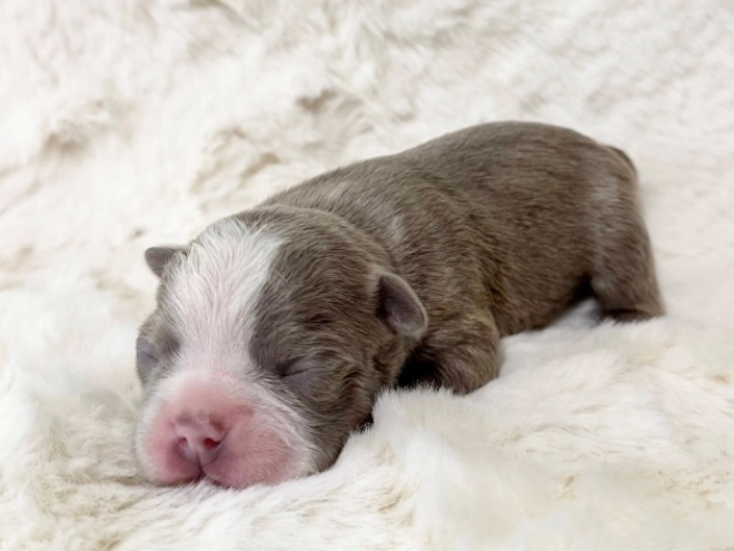 Boston Terrier Welpe kaufen