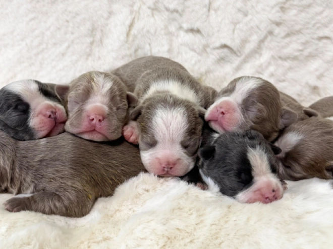 Boston Terrier Welpe kaufen