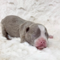 Bragi, Lilac and White Boston Terrier for sale