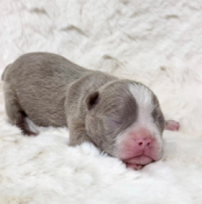 Boston Terrier Welpe kaufen