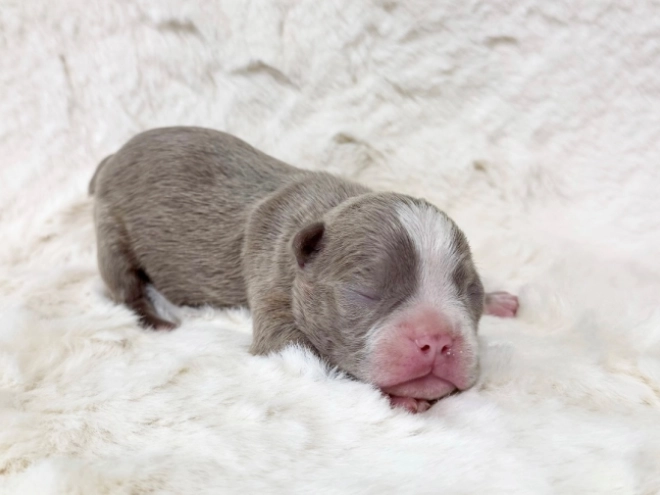 Boston Terrier Welpe kaufen