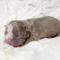 Belenus, Lilac and White Boston Terrier for sale
